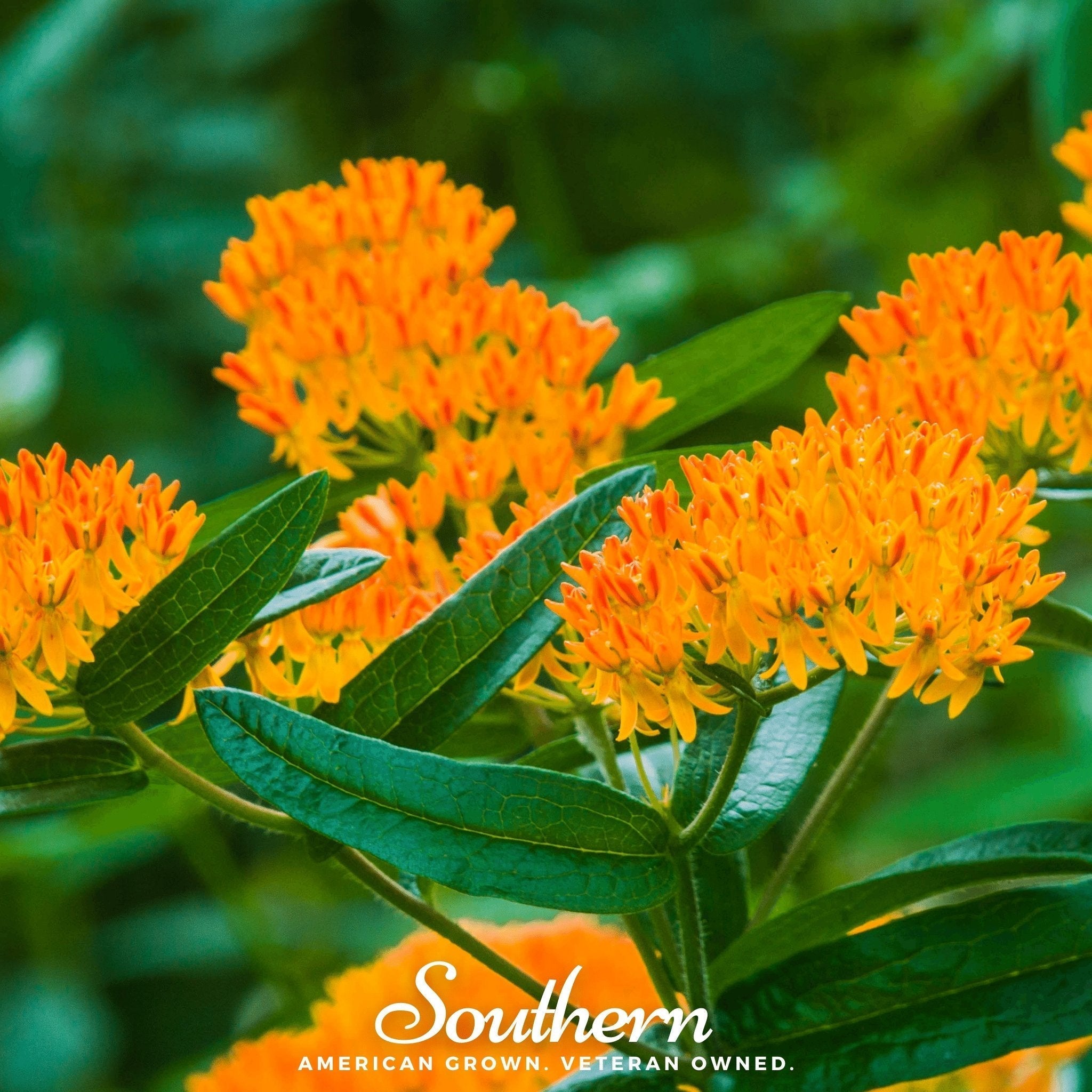 Orange Butterfly Weed – 35 Seeds Southern Seeds