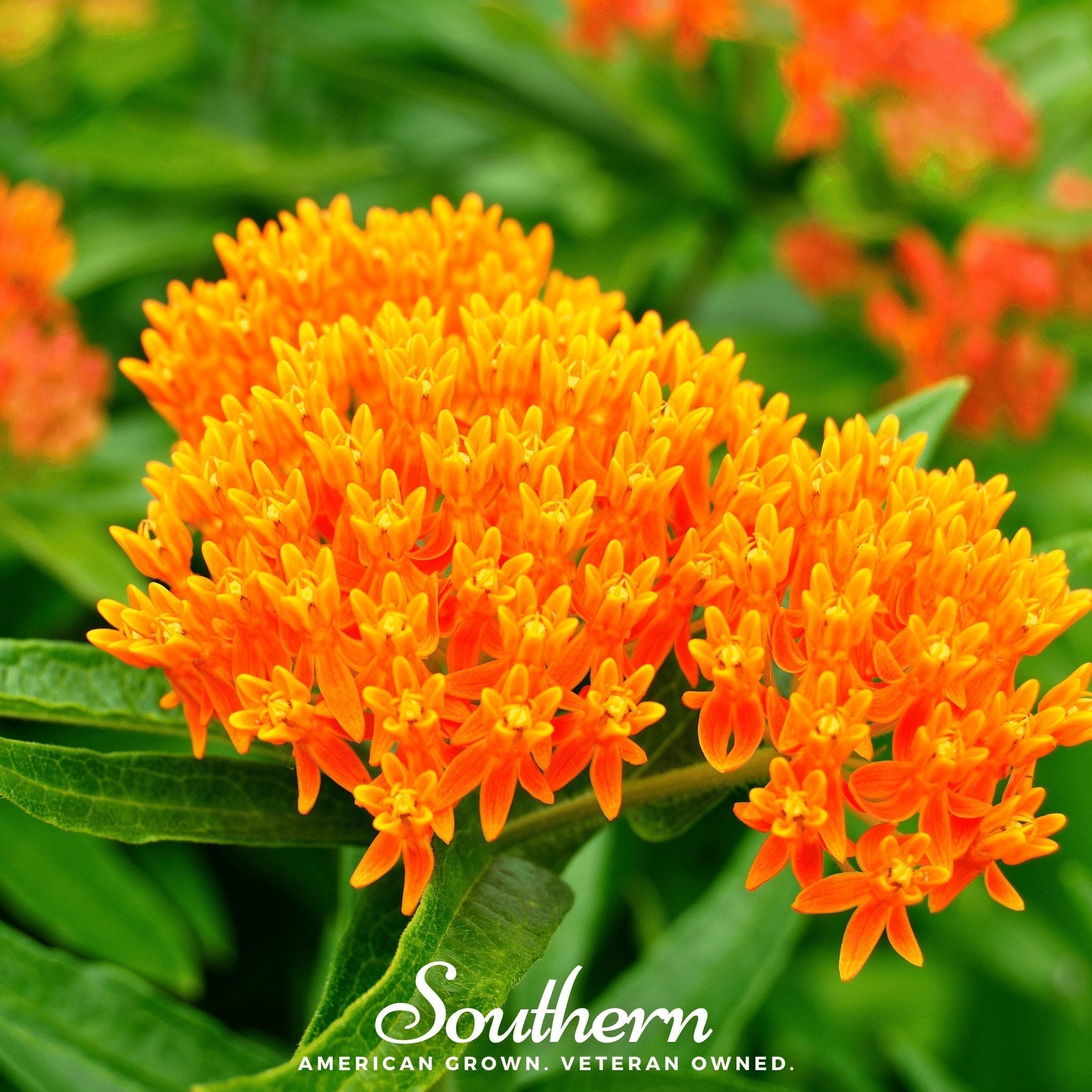 Orange Butterfly Weed – 35 Seeds Southern Seeds