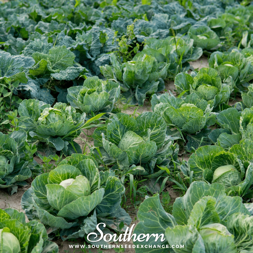 Brunswick Cabbage – 100 Seeds Southern Seeds