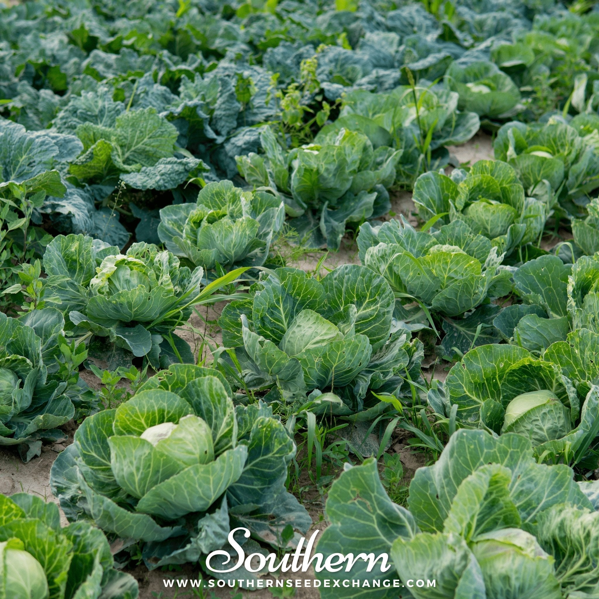 Brunswick Cabbage – 100 Seeds Southern Seeds