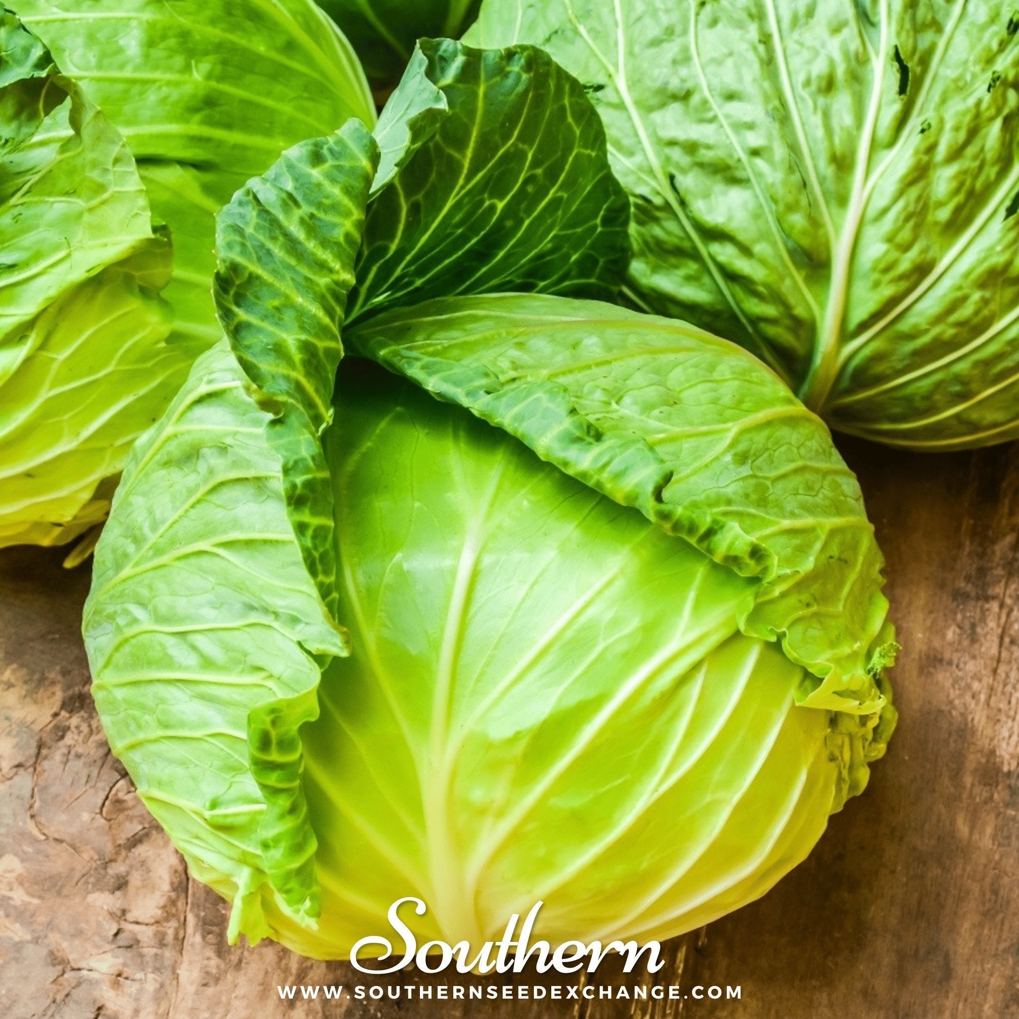 Brunswick Cabbage – 100 Seeds Southern Seeds