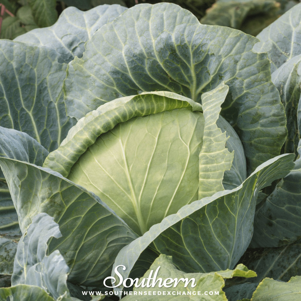 Brunswick Cabbage – 100 Seeds Southern Seeds