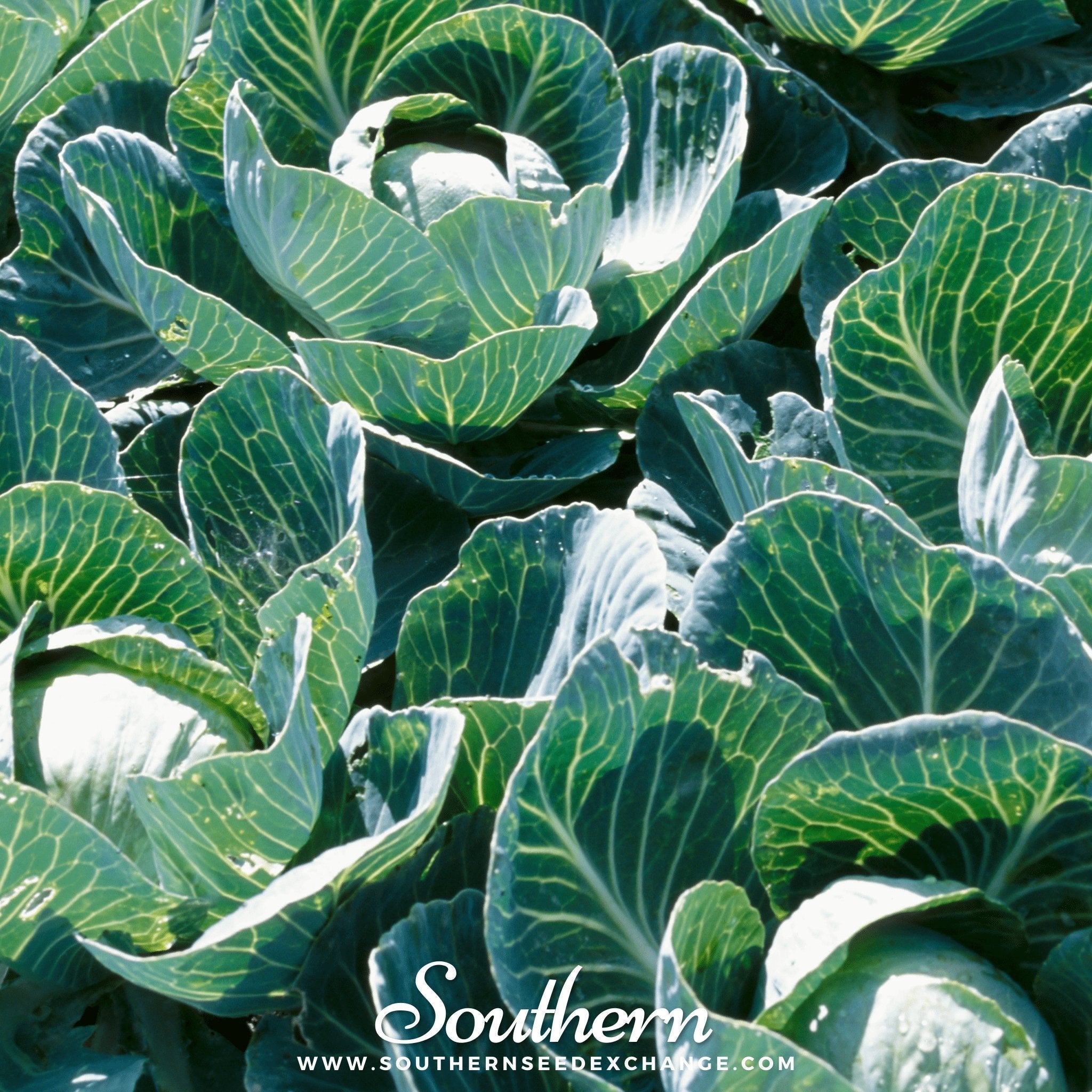 Copenhagen Market Cabbage – 100 Seeds Southern Seeds