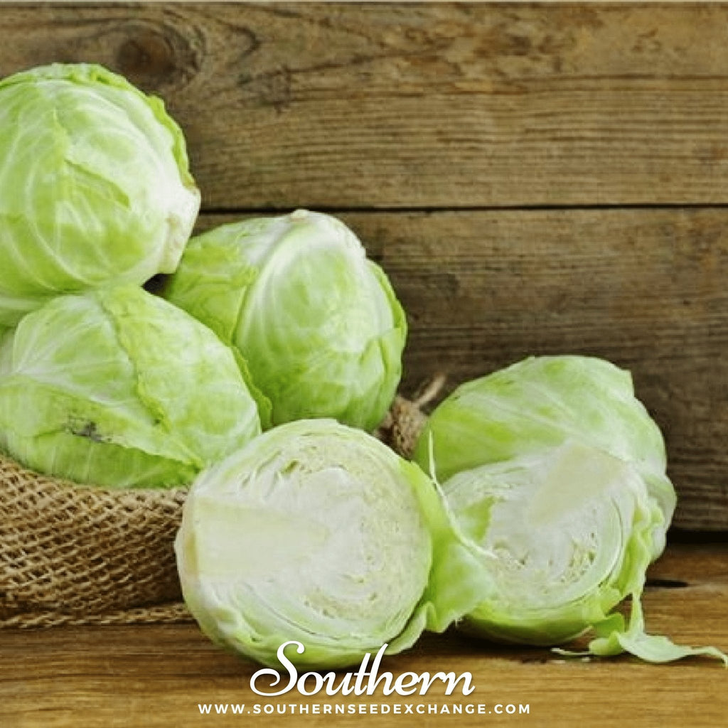 Copenhagen Market Cabbage – 100 Seeds Southern Seeds