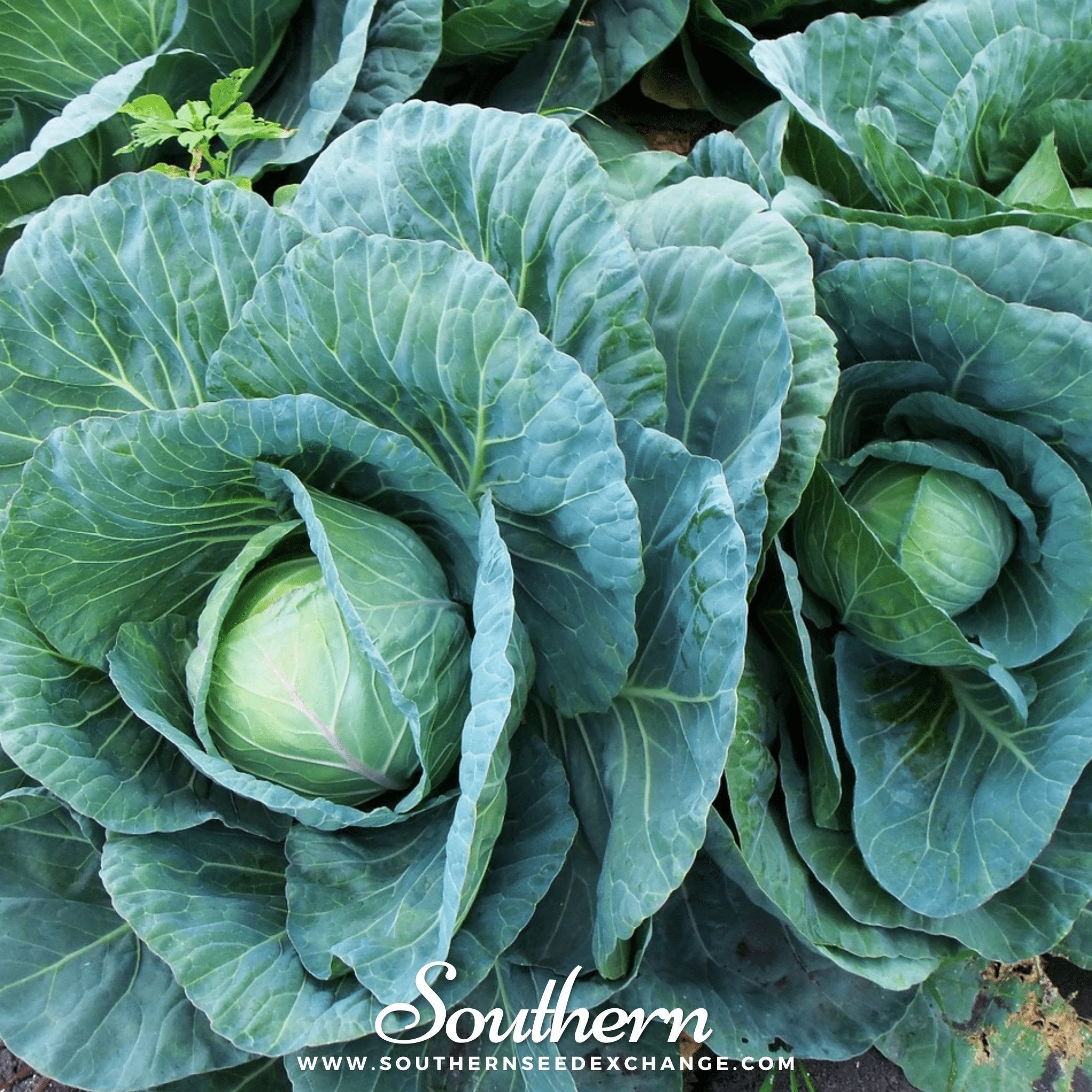Copenhagen Market Cabbage – 100 Seeds Southern Seeds