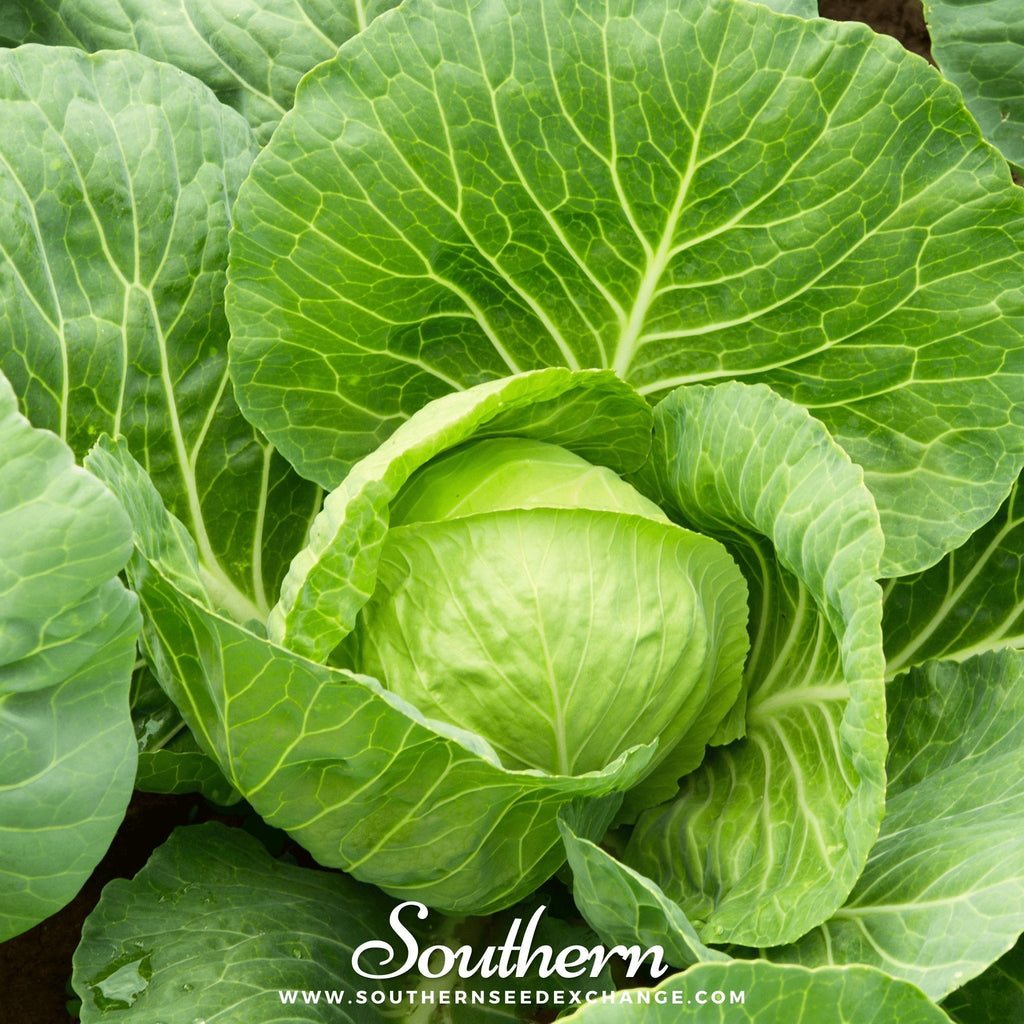 Golden Acre Cabbage – 100 Seeds Southern Seeds