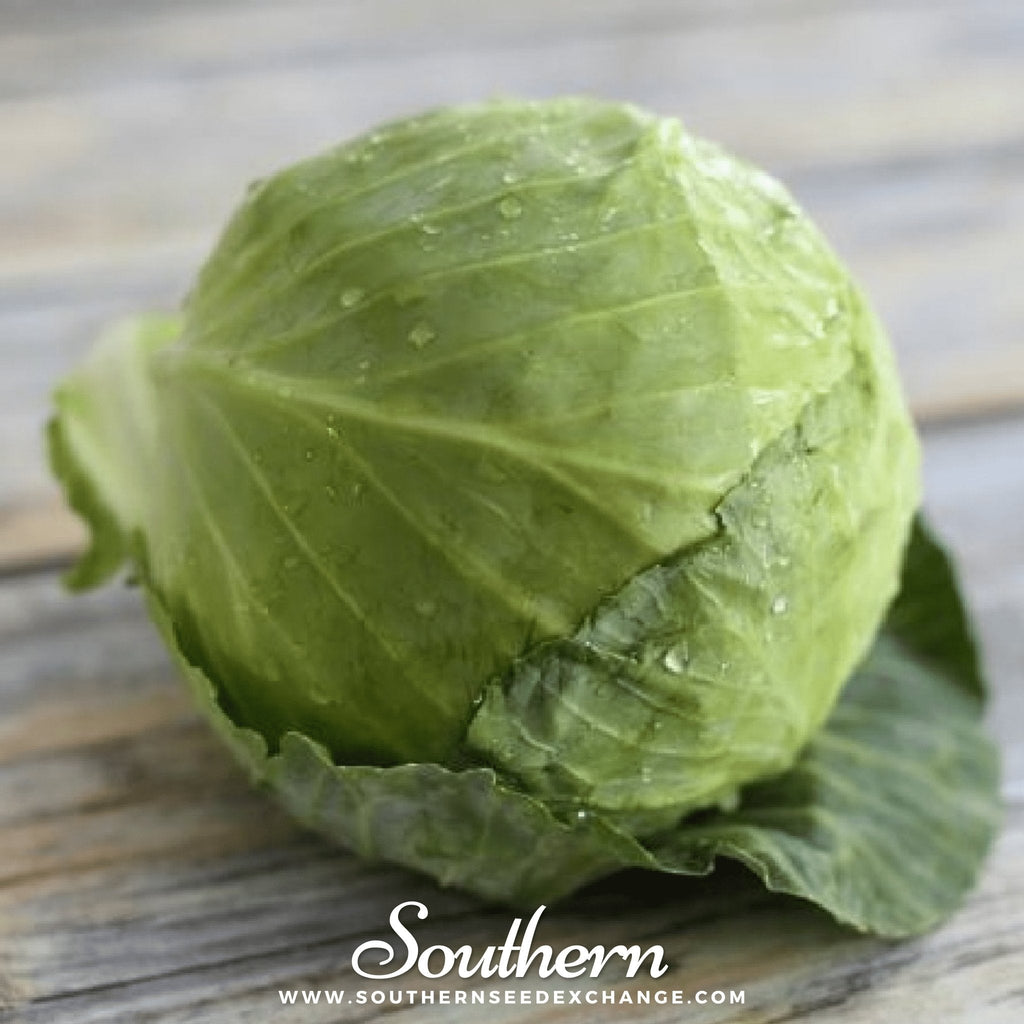 Golden Acre Cabbage – 100 Seeds Southern Seeds