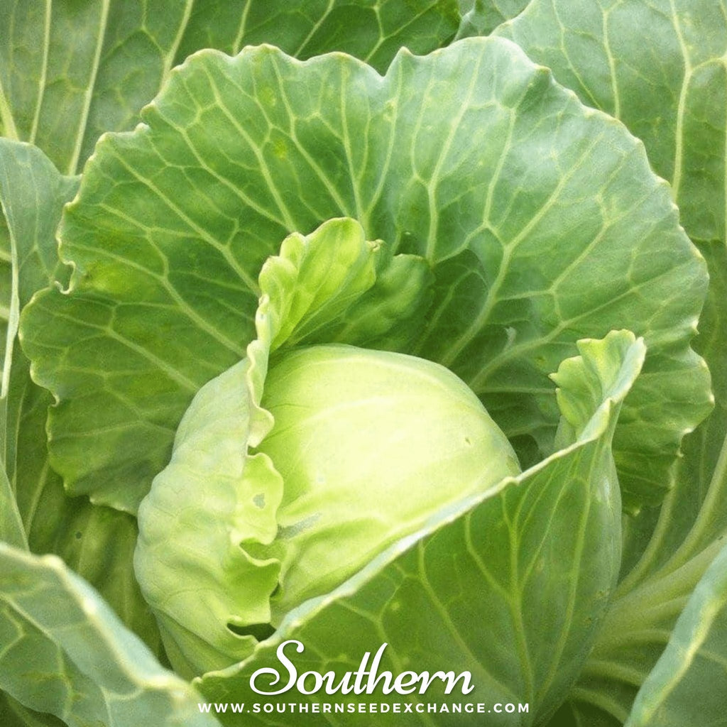 Golden Acre Cabbage – 100 Seeds Southern Seeds