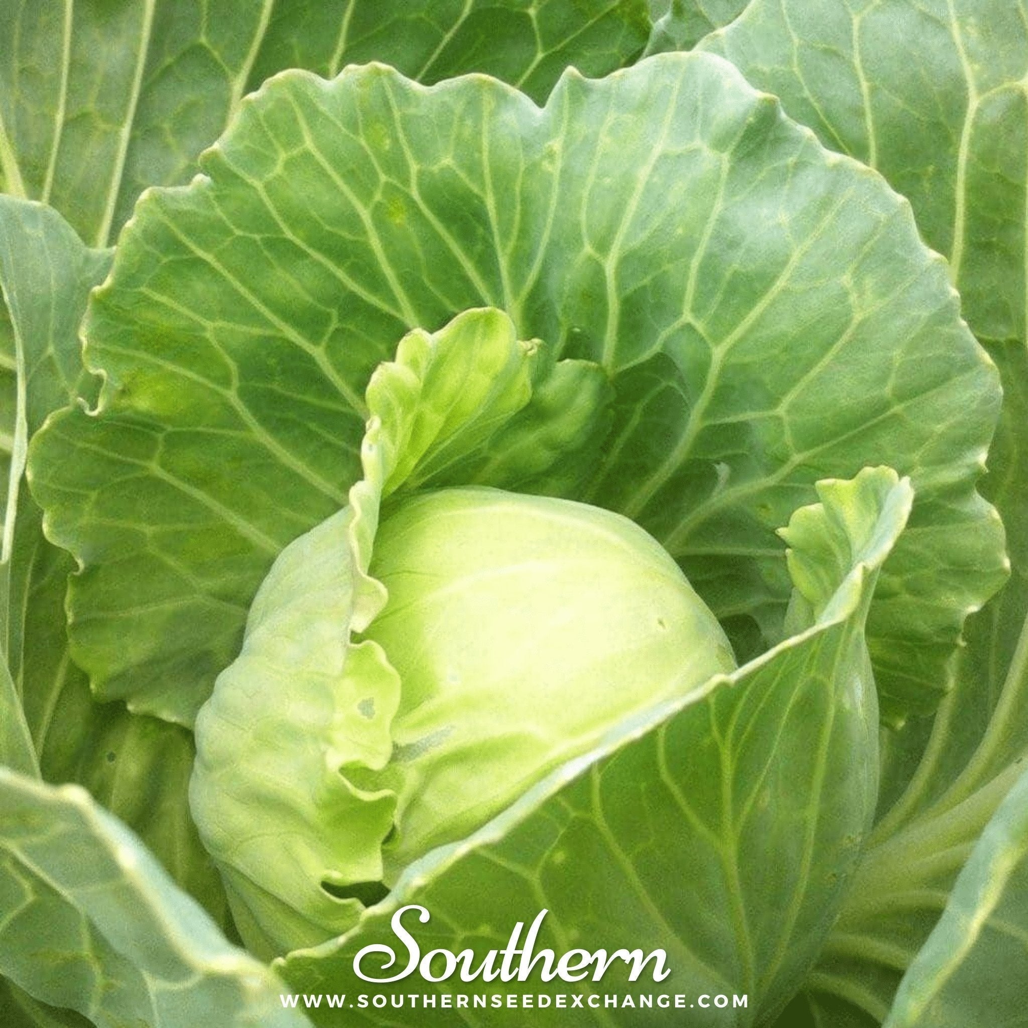Golden Acre Cabbage – 100 Seeds Southern Seeds