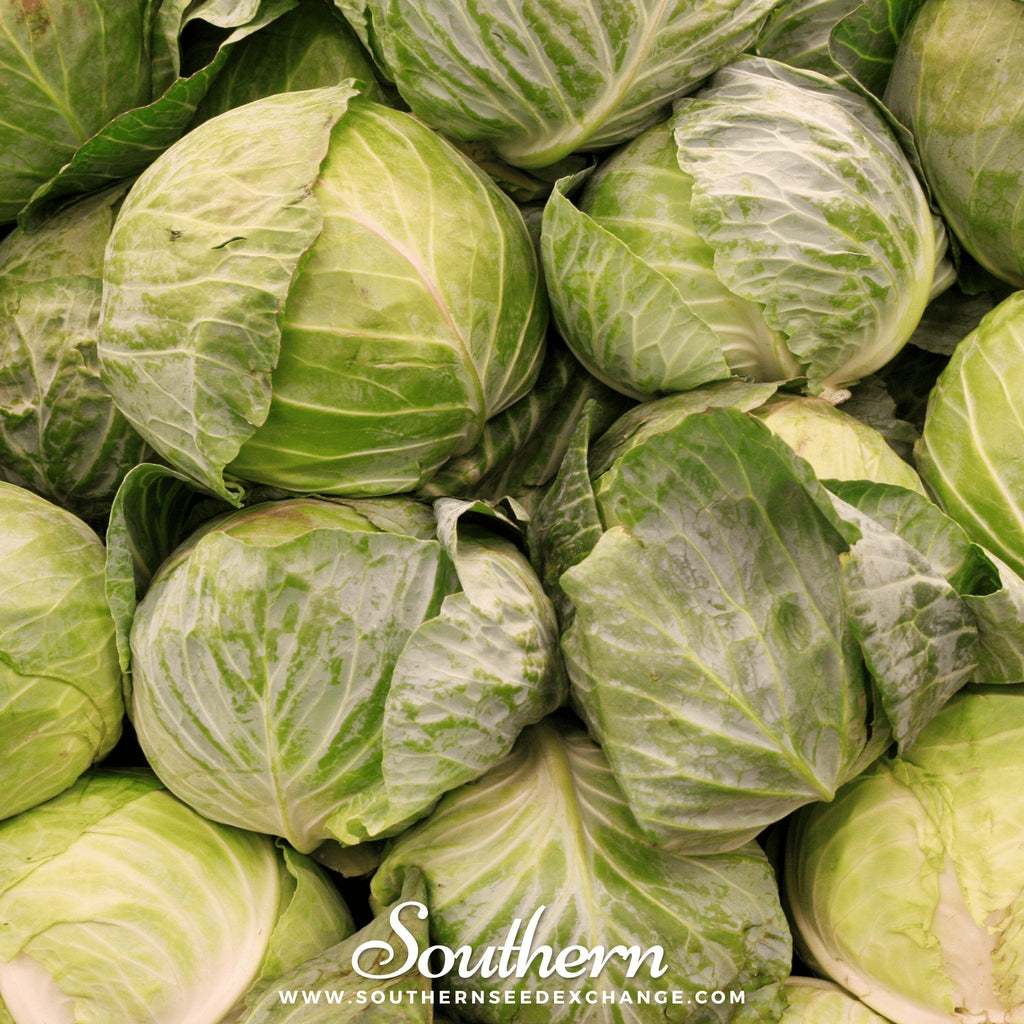 Golden Acre Cabbage – 100 Seeds Southern Seeds