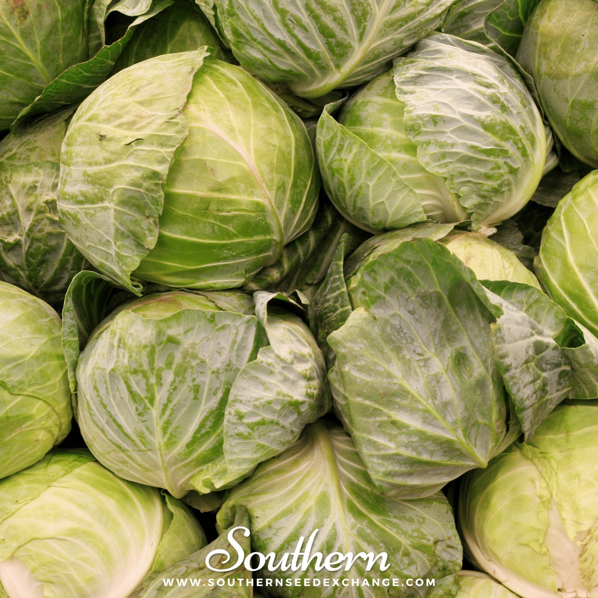 Golden Acre Cabbage – 100 Seeds Southern Seeds