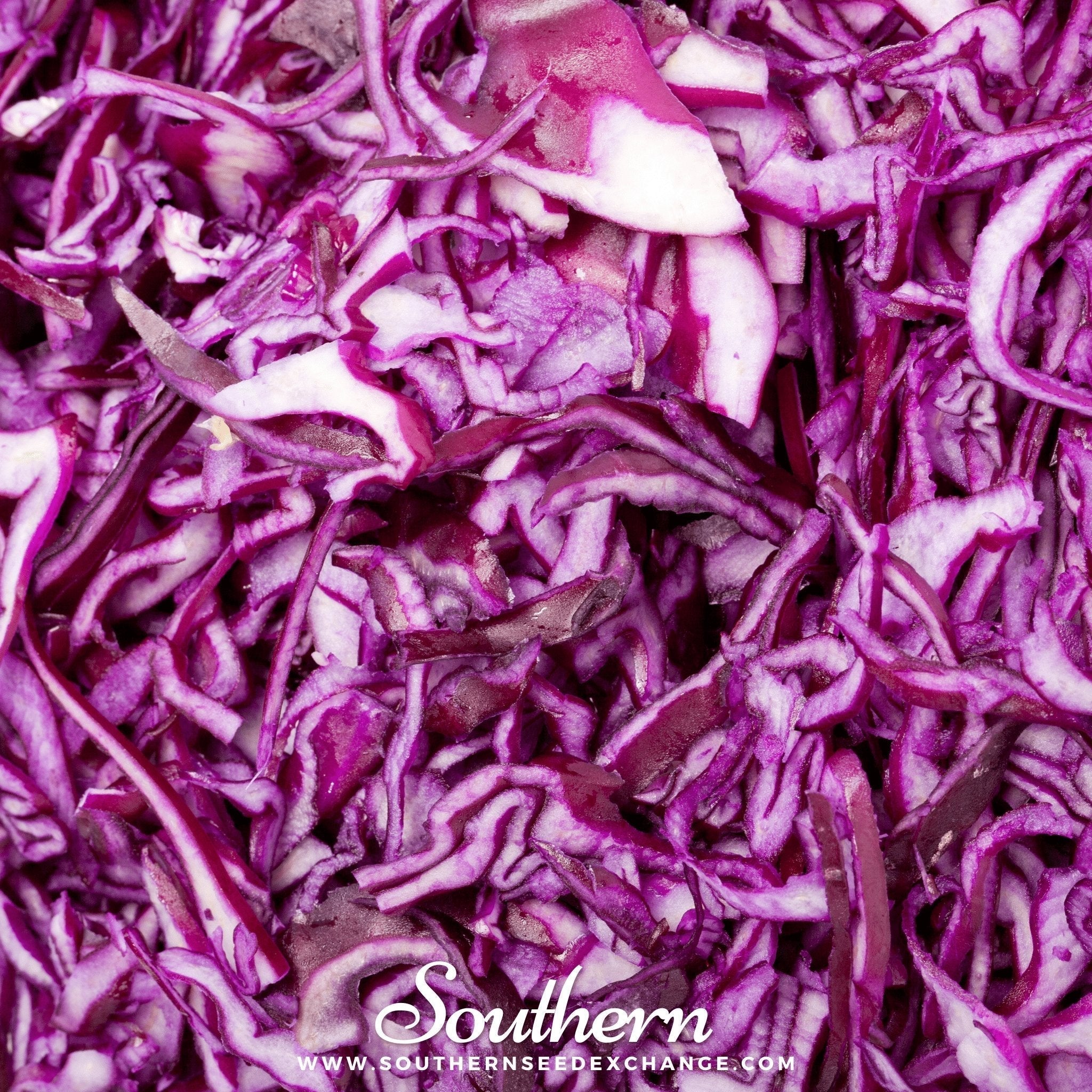 Mammoth Red Rock Cabbage – 100 Seeds Southern Seeds