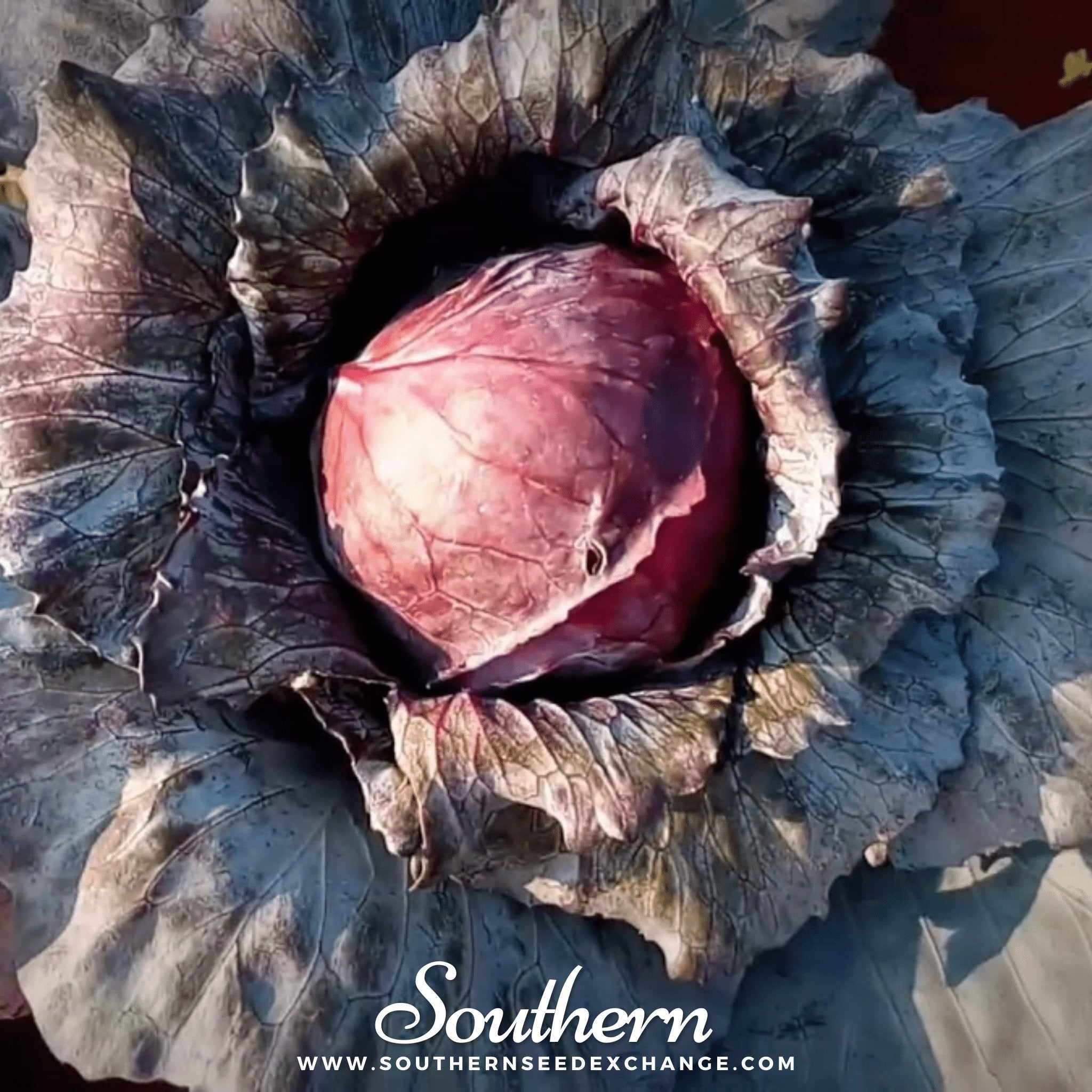 Mammoth Red Rock Cabbage – 100 Seeds Southern Seeds