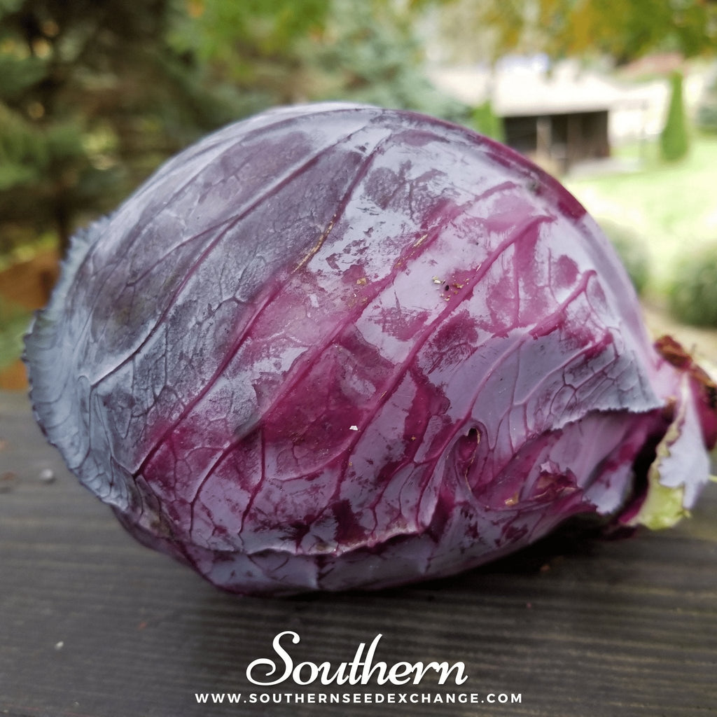 Mammoth Red Rock Cabbage – 100 Seeds Southern Seeds