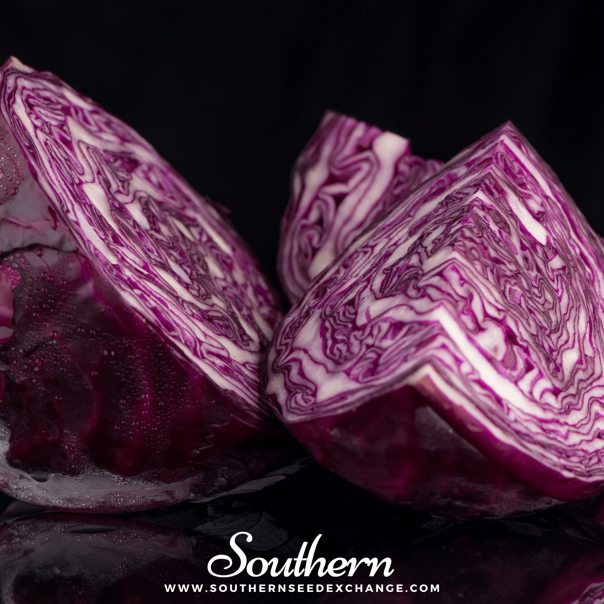 Mammoth Red Rock Cabbage – 100 Seeds Southern Seeds