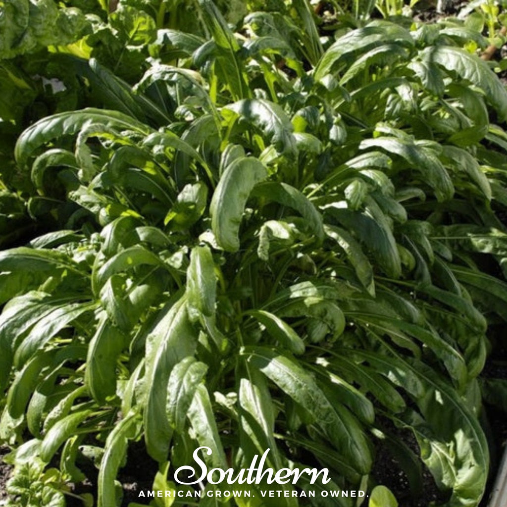 Mibuna Chinese Cabbage – 100 Seeds Southern Seeds