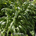Mibuna Chinese Cabbage – 100 Seeds Southern Seeds