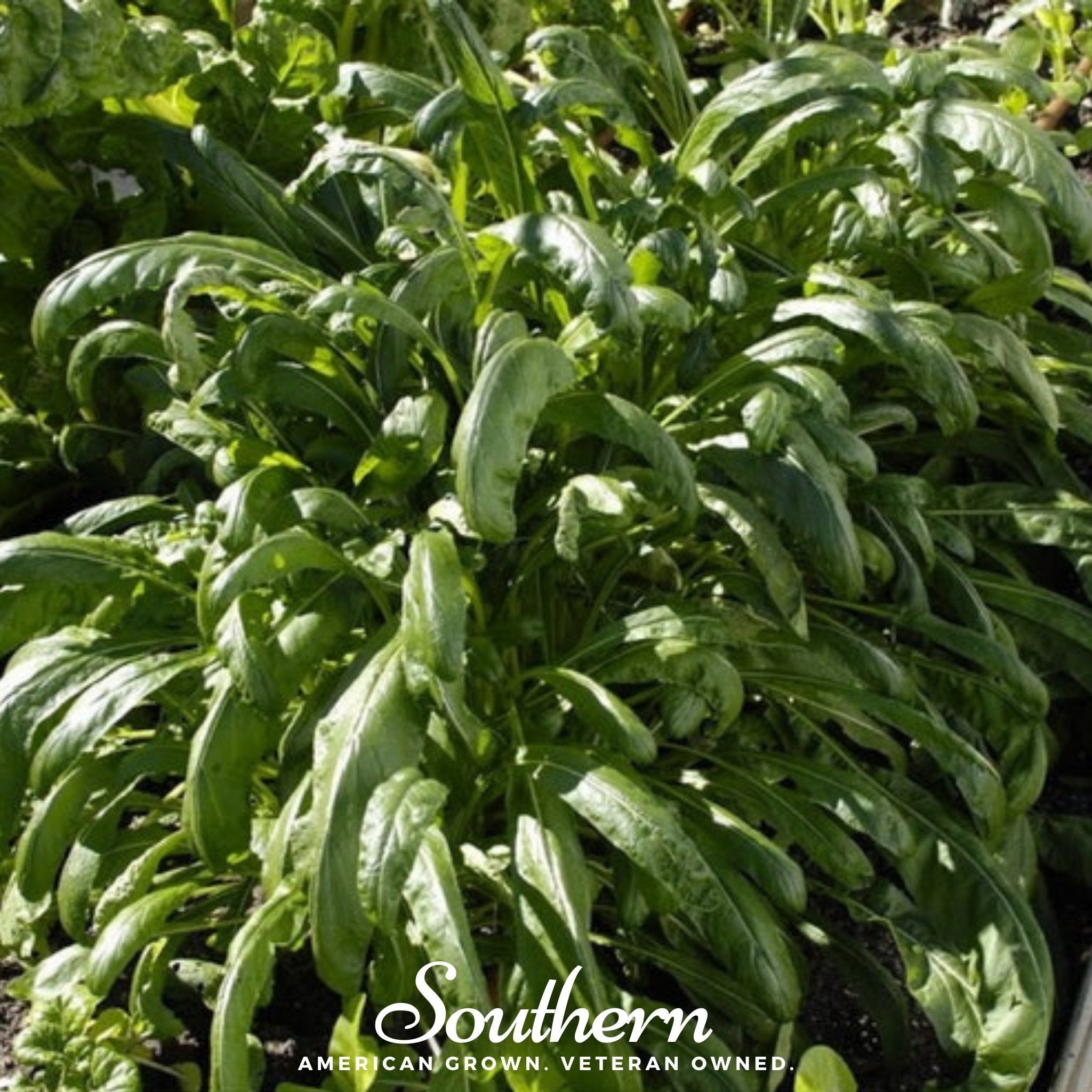 Mibuna Chinese Cabbage – 100 Seeds Southern Seeds