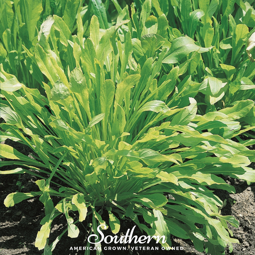 Mibuna Chinese Cabbage – 100 Seeds Southern Seeds