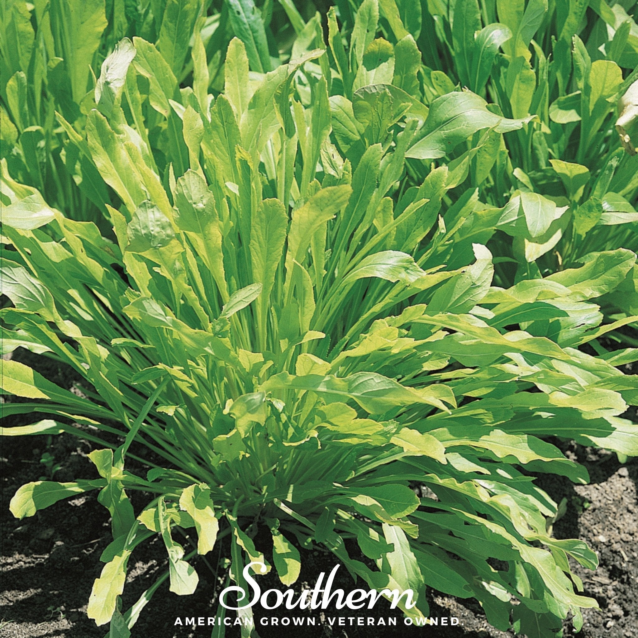 Mibuna Chinese Cabbage – 100 Seeds Southern Seeds