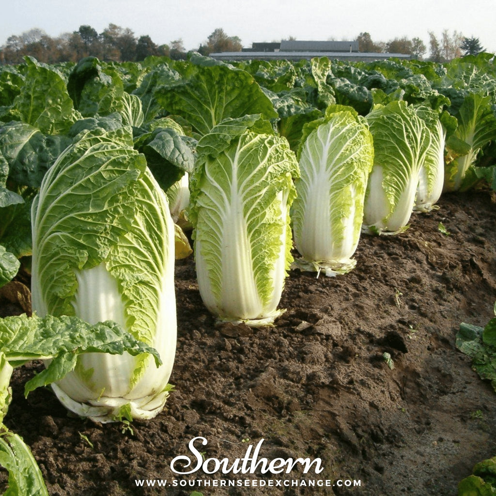Napa Michihili Heading Cabbage – 100 Seeds Southern Seeds