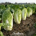 Napa Michihili Heading Cabbage – 100 Seeds Southern Seeds