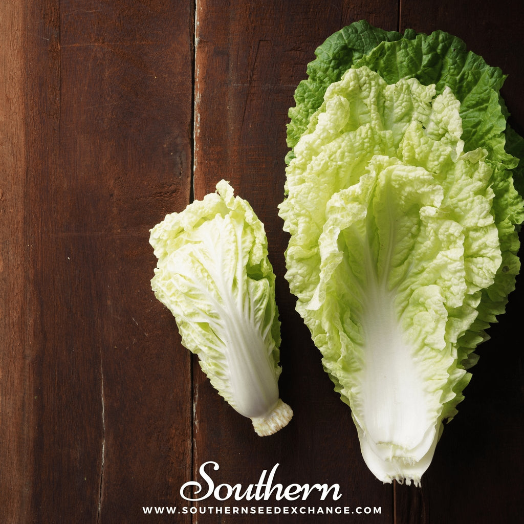 Napa Michihili Heading Cabbage – 100 Seeds Southern Seeds