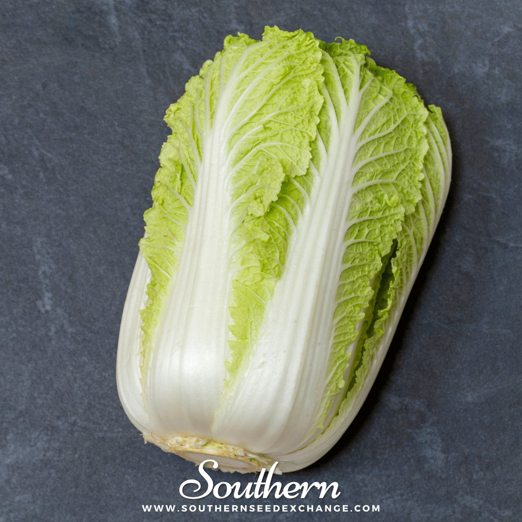 Napa Michihili Heading Cabbage – 100 Seeds Southern Seeds