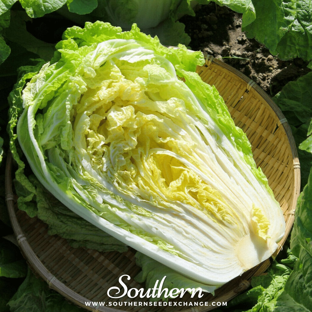 Napa Michihili Heading Cabbage – 100 Seeds Southern Seeds