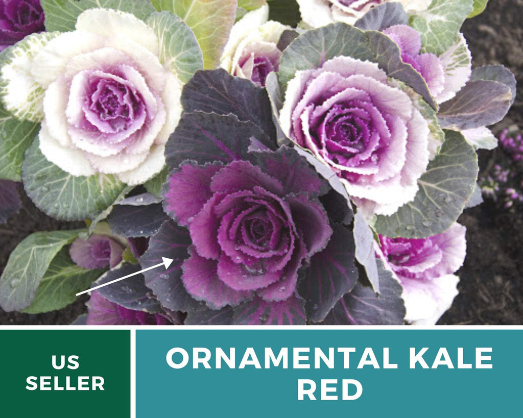 Red Ornamental Cabbage – 10 Seeds Southern Seeds