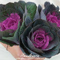 Red Ornamental Cabbage – 10 Seeds Southern Seeds