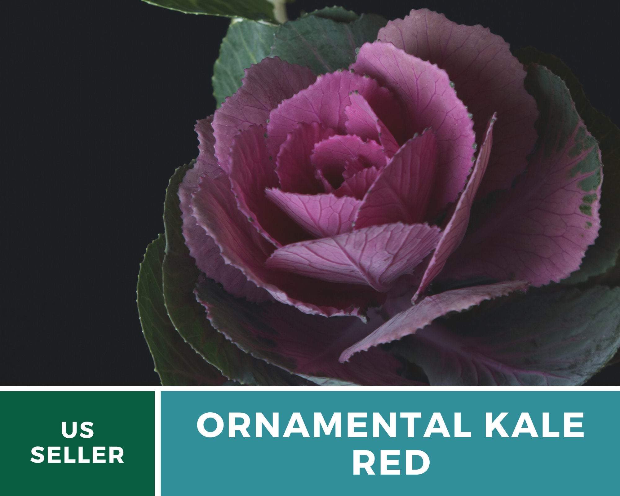 Red Ornamental Cabbage – 10 Seeds Southern Seeds