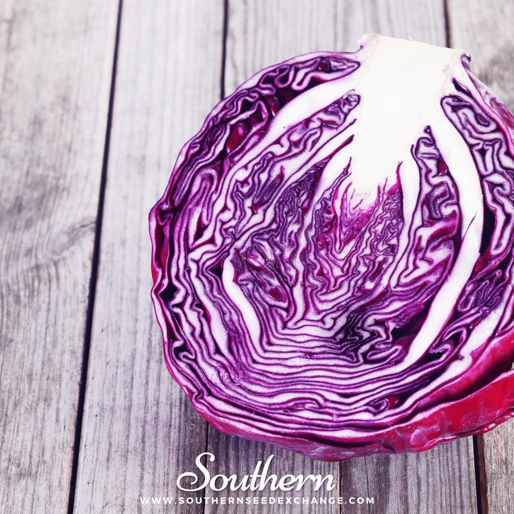 Red Acre Cabbage – 100 Seeds Southern Seeds