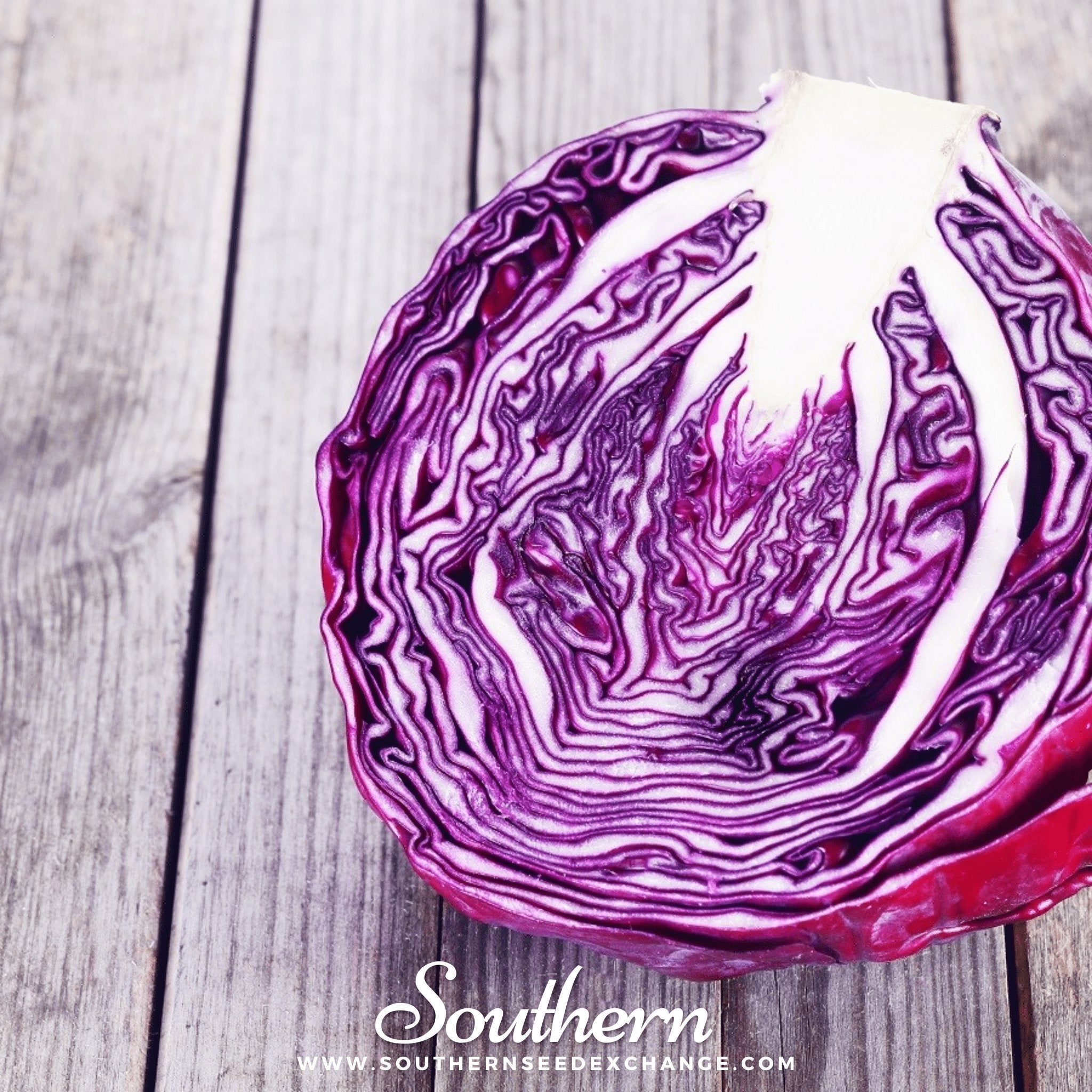 Red Acre Cabbage – 100 Seeds Southern Seeds