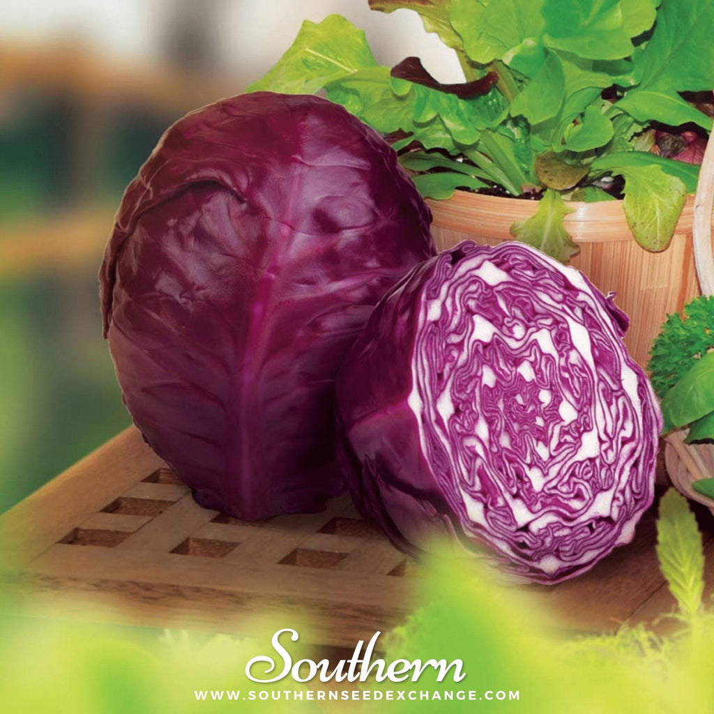 Red Acre Cabbage – 100 Seeds Southern Seeds