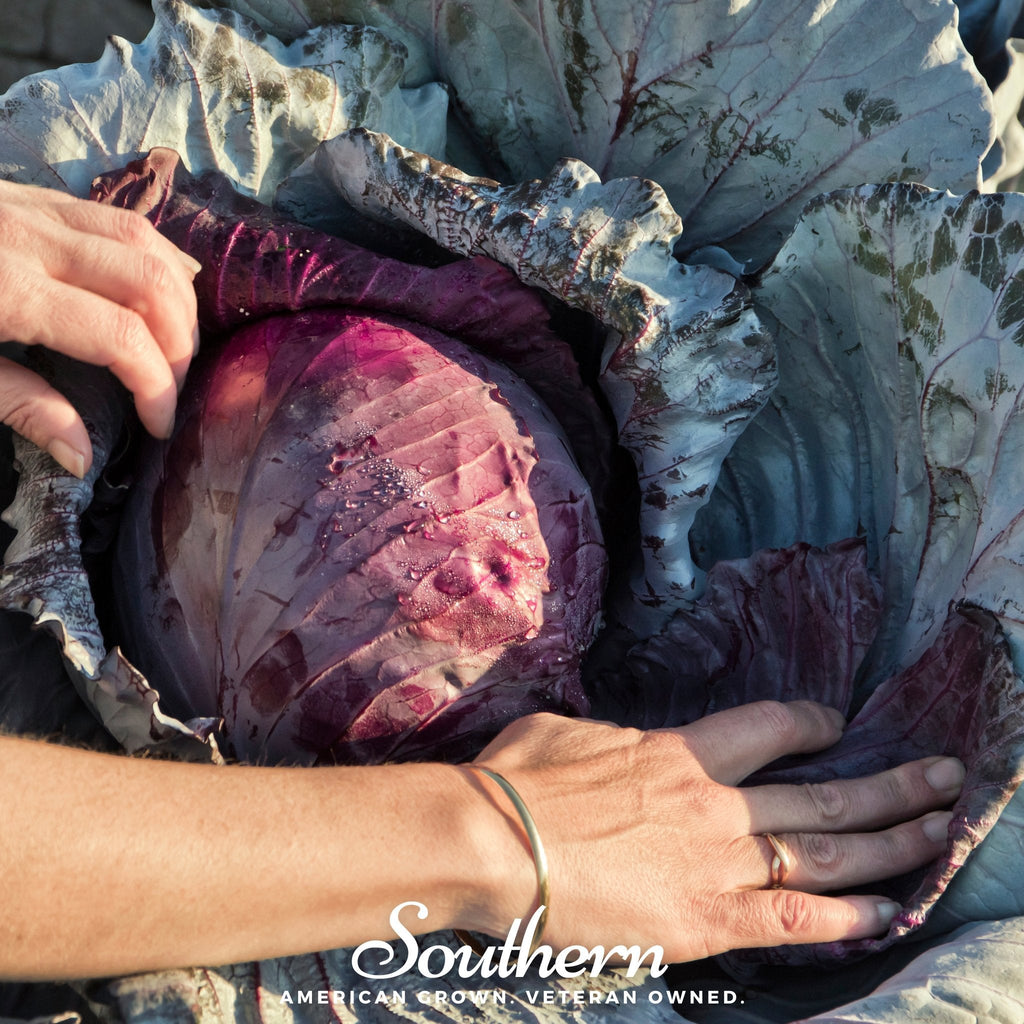 Red Acre Cabbage – 100 Seeds Southern Seeds