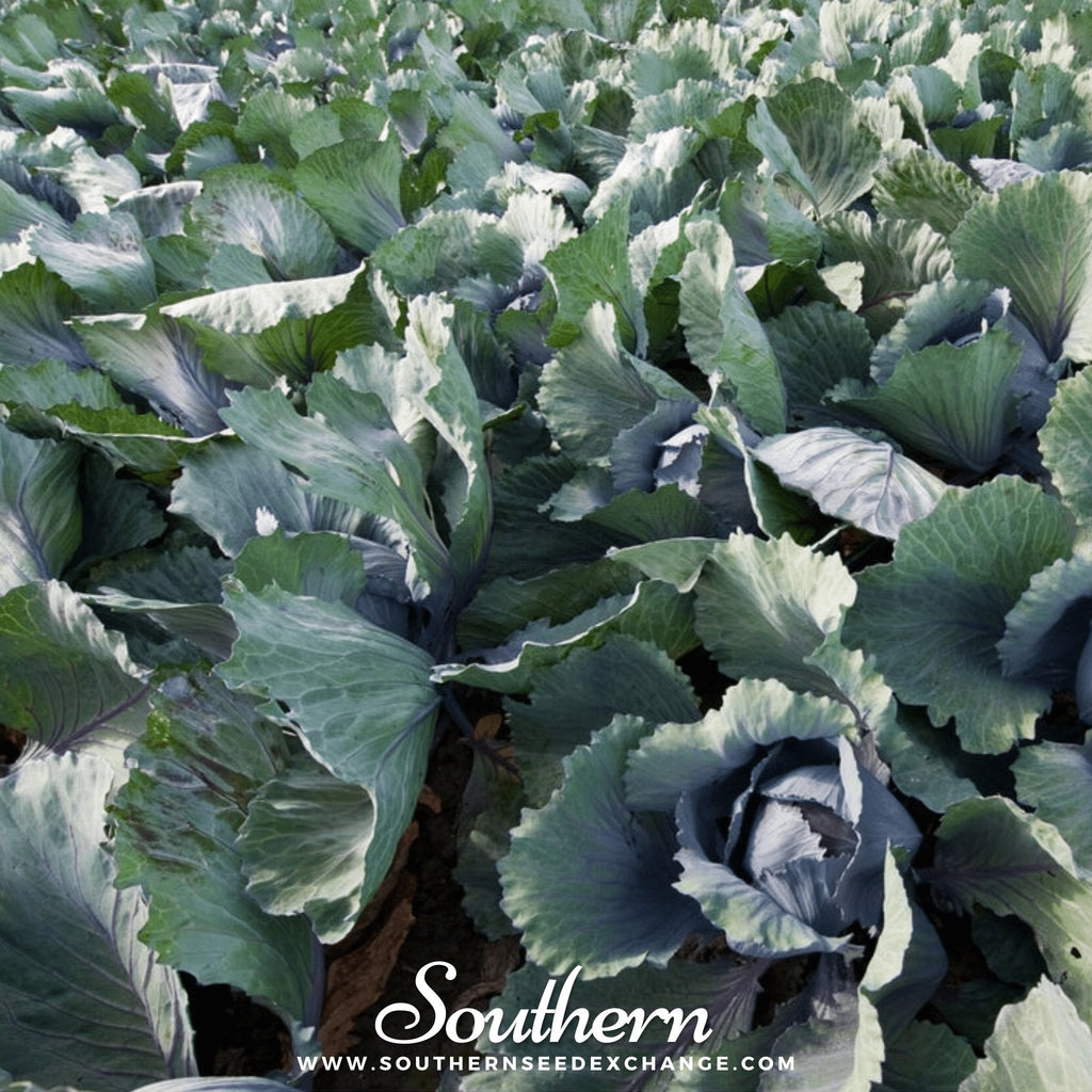 Red Acre Cabbage – 100 Seeds Southern Seeds
