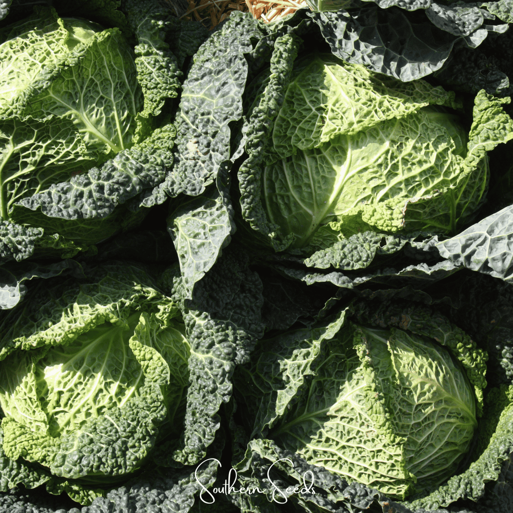 Savoy Cabbage – 100 Seeds Southern Seeds