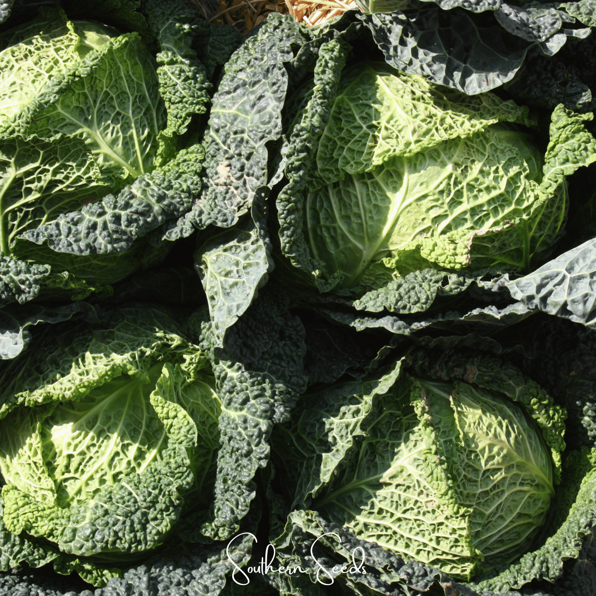 Savoy Cabbage – 100 Seeds Southern Seeds