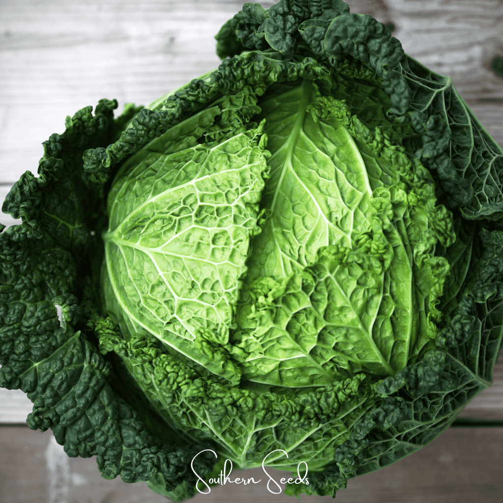 Savoy Cabbage – 100 Seeds Southern Seeds