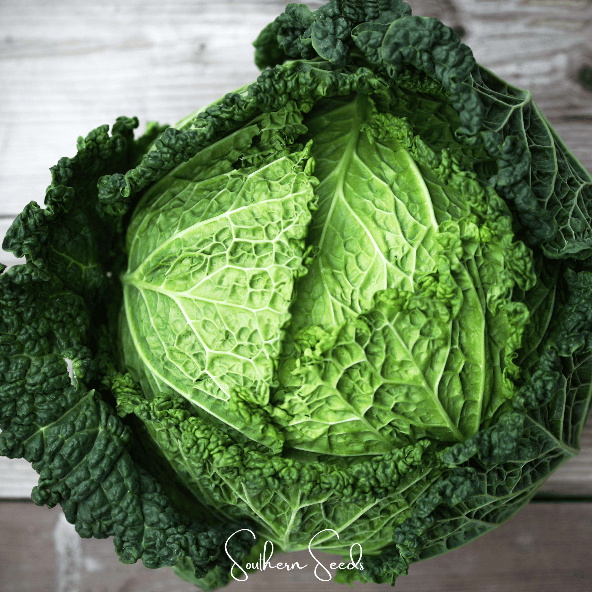 Savoy Cabbage – 100 Seeds Southern Seeds