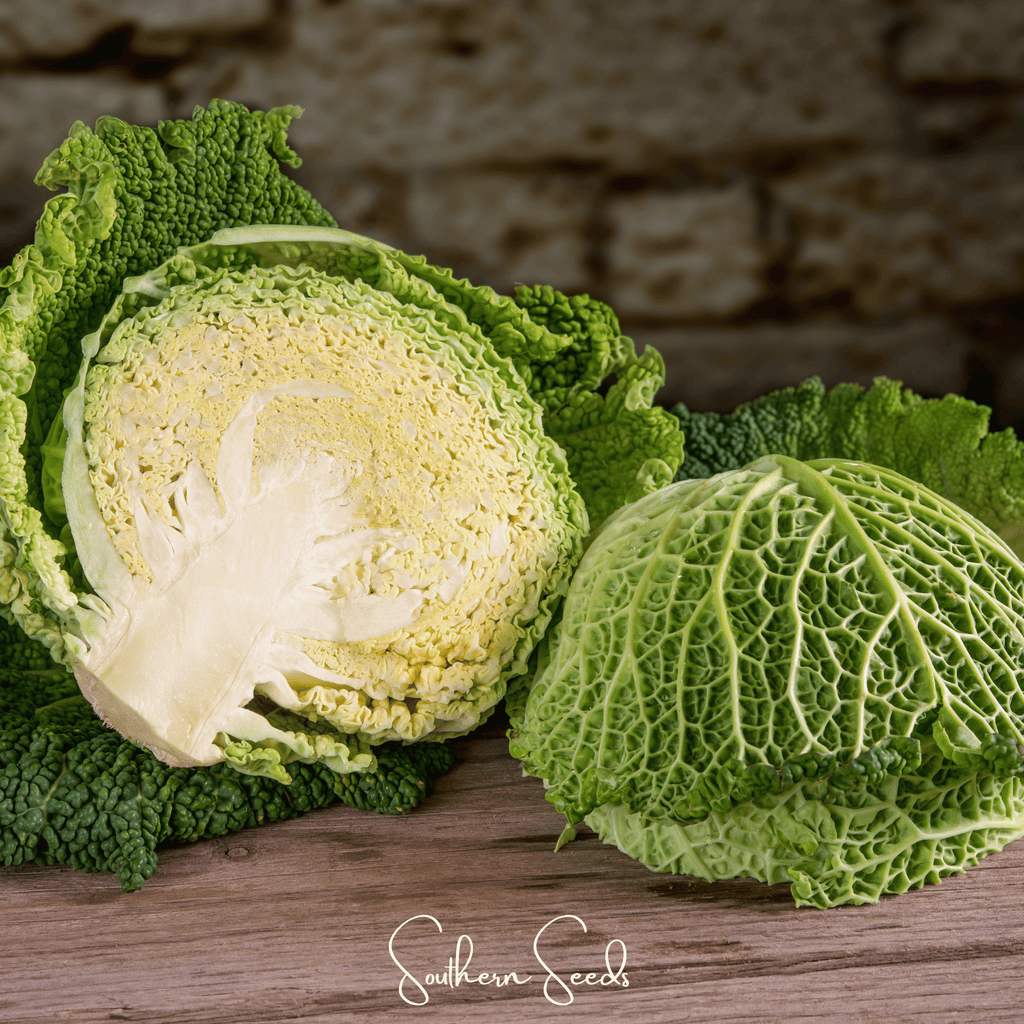 Savoy Cabbage – 100 Seeds Southern Seeds