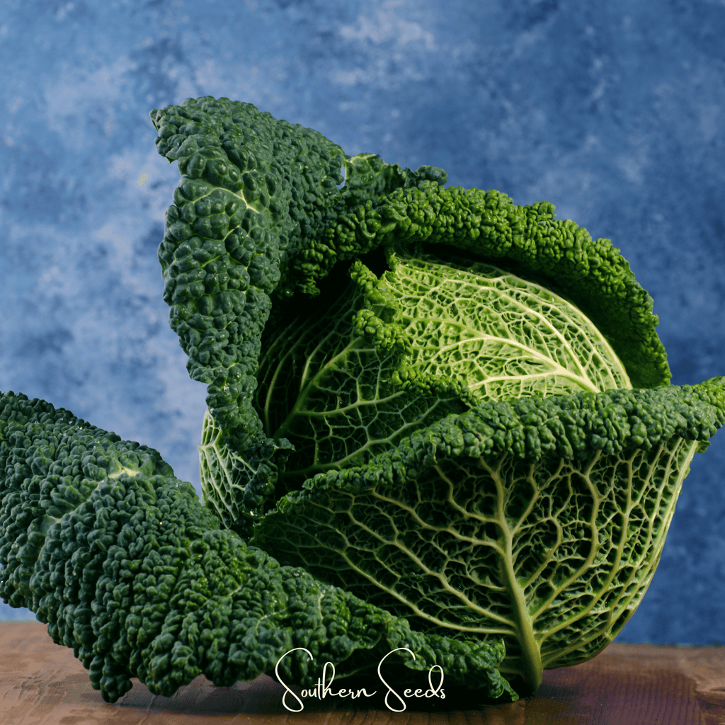 Savoy Cabbage – 100 Seeds Southern Seeds