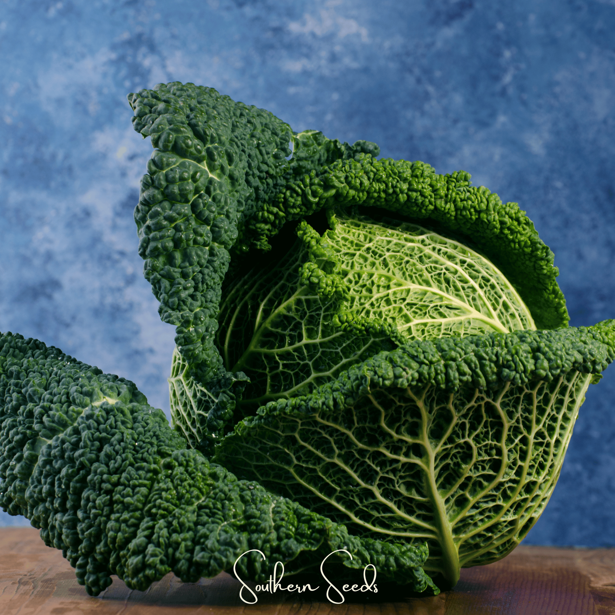Savoy Cabbage – 100 Seeds Southern Seeds
