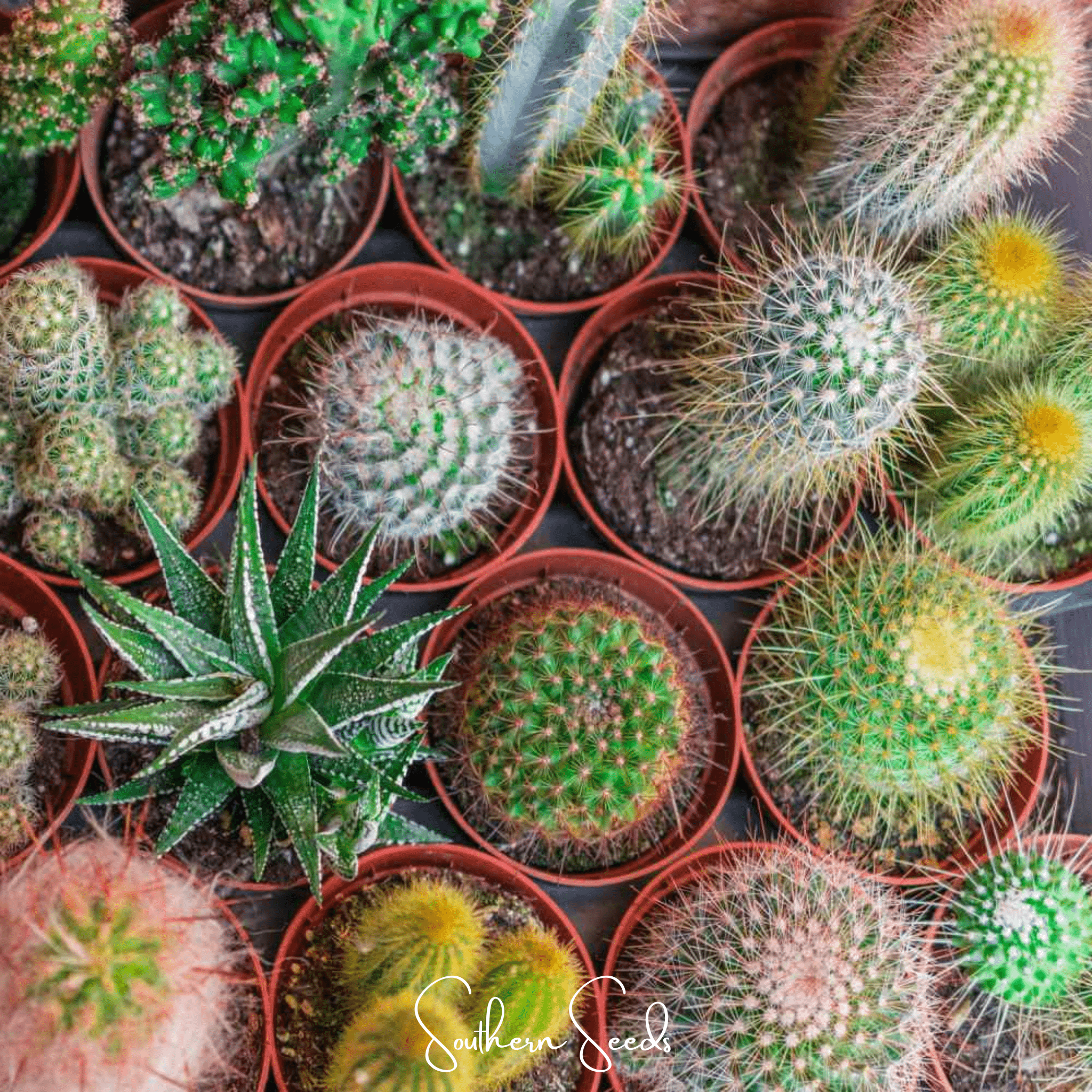 Cactus Mix – 30 Seeds Southern Seeds