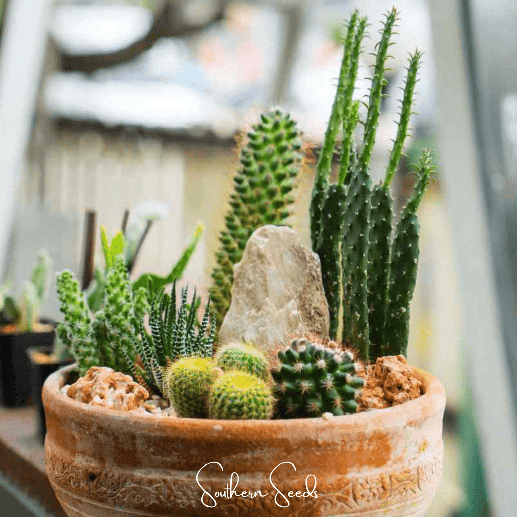 Cactus Mix – 30 Seeds Southern Seeds