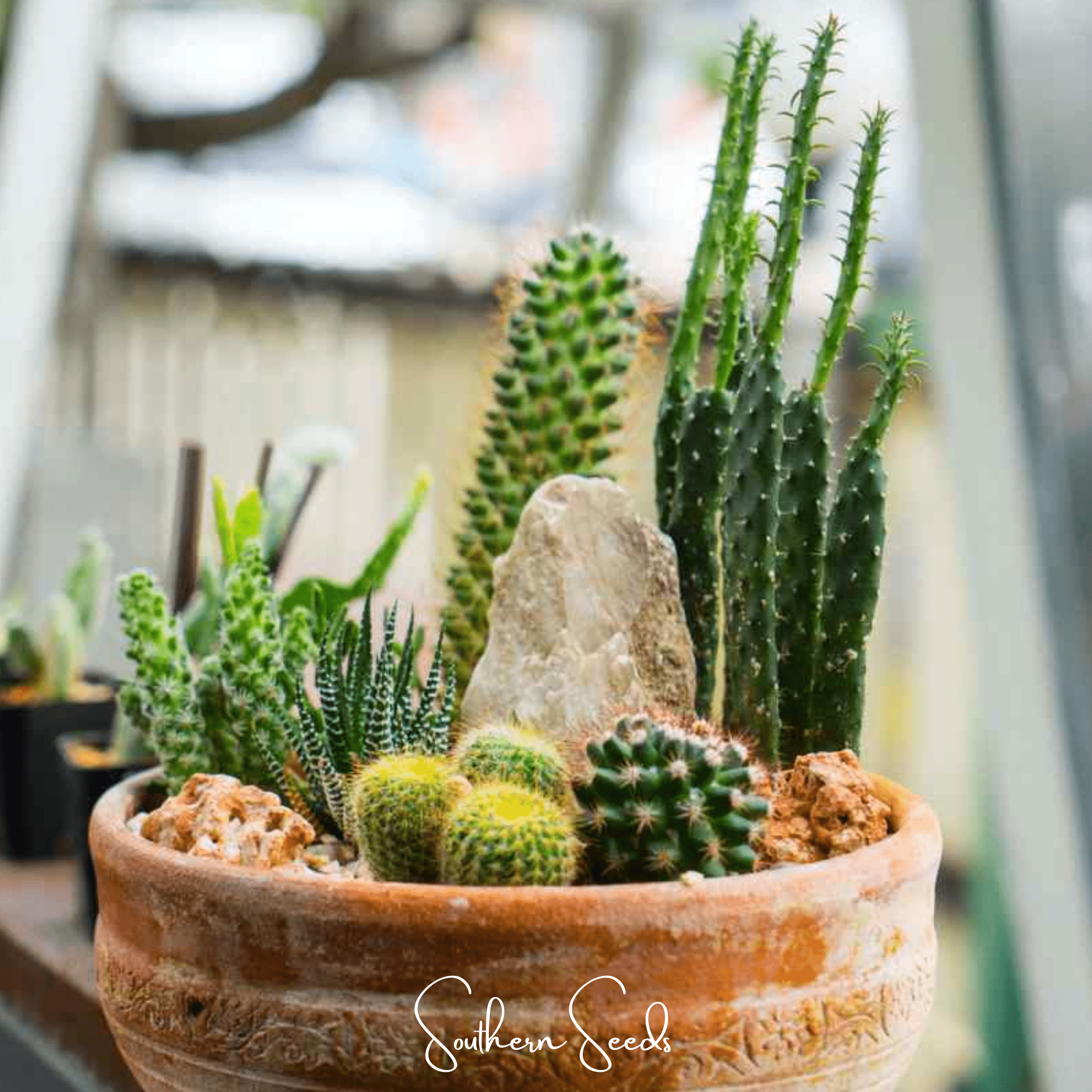 Cactus Mix – 30 Seeds Southern Seeds
