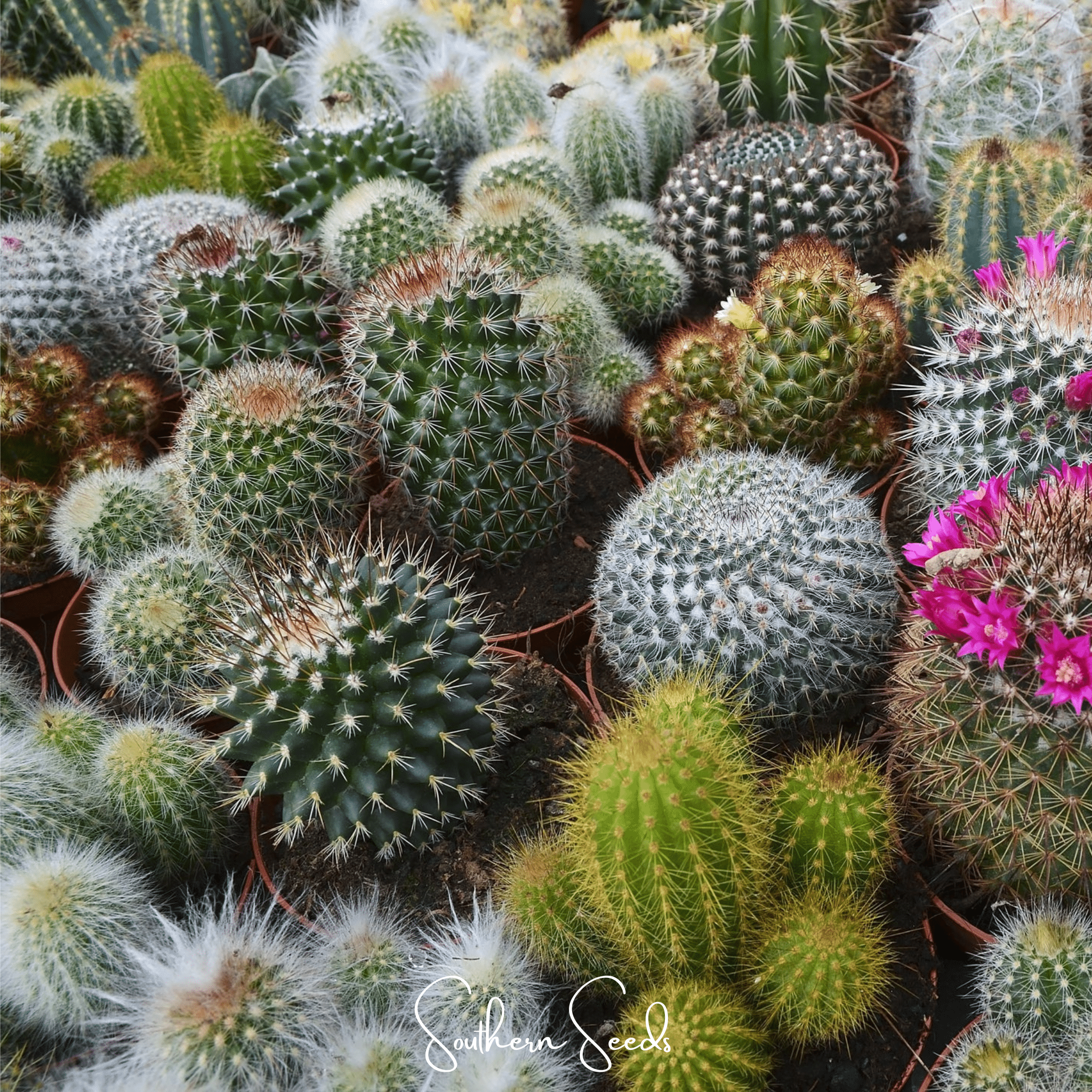 Cactus Mix – 30 Seeds Southern Seeds