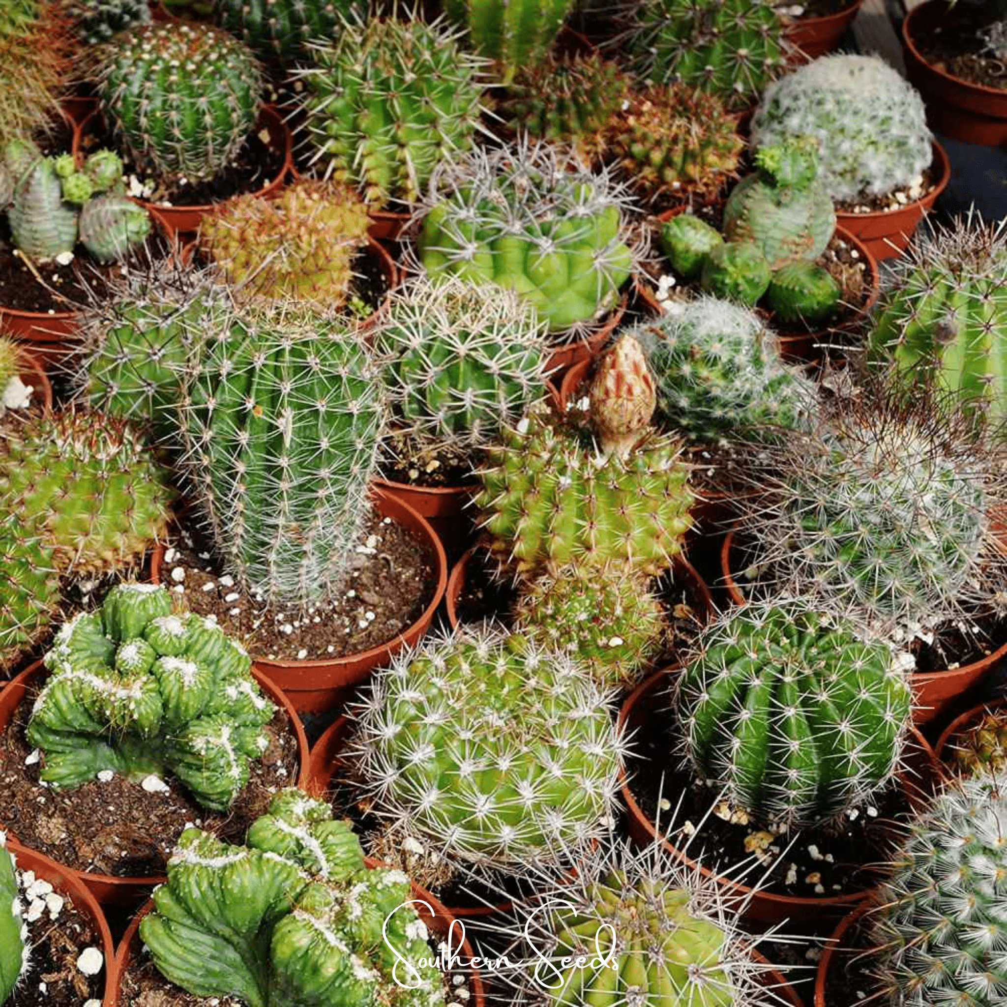 Cactus Mix – 30 Seeds Southern Seeds