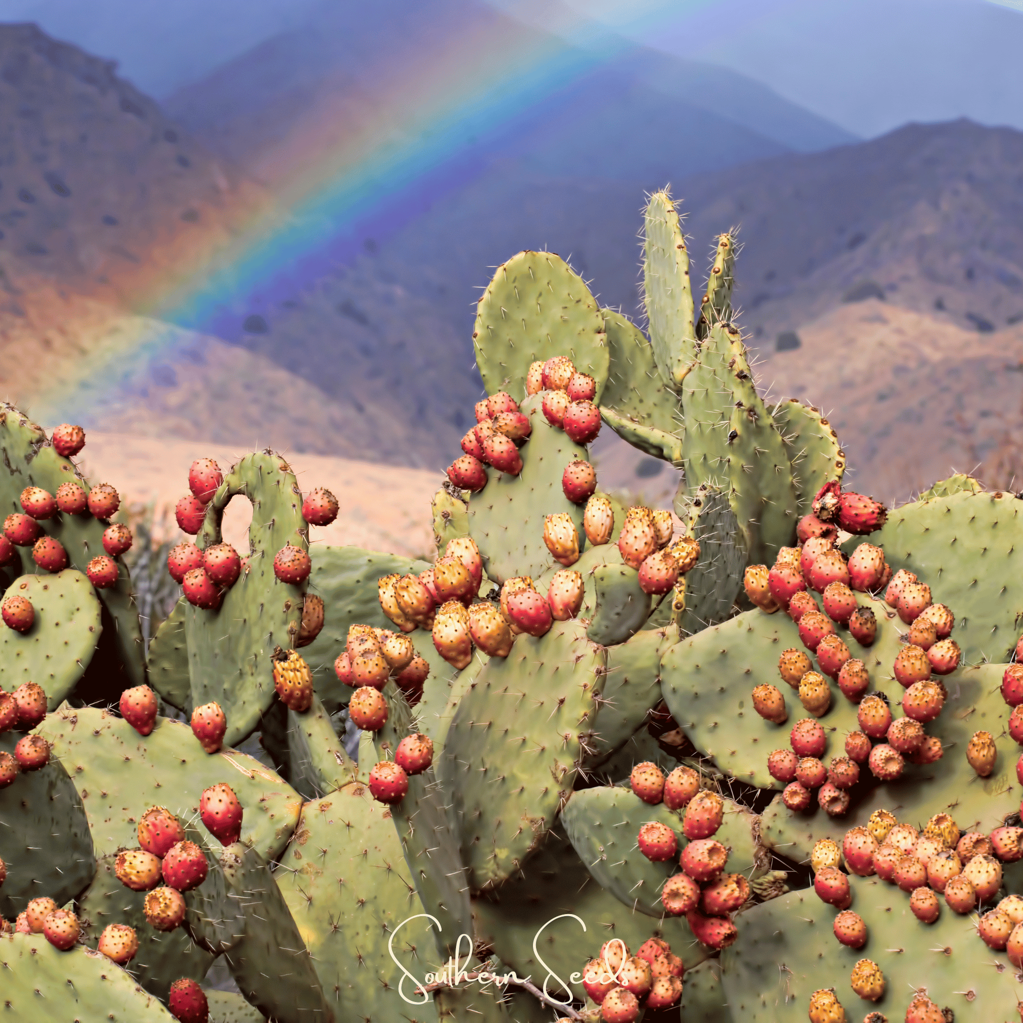 Prickly Pear Cactus – 15 Seeds Southern Seeds